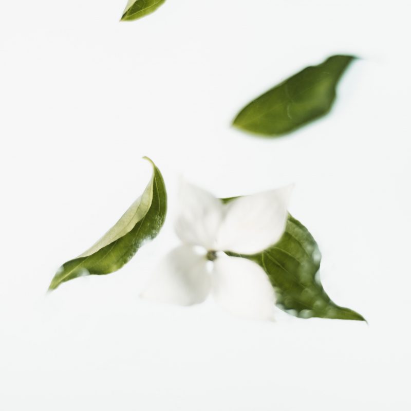 Hinoki Bath Products 12 Japanese Cypress Favorites Slow Soak